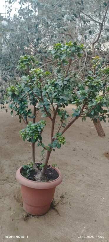 Otaq bitkiləri: Qablı dekorativ bitkilər - Portulacaria afra (fil qulağı/spekboom) – — 11