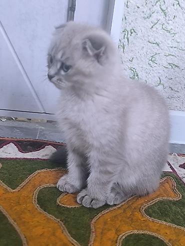 кошка шотландская вислоухая: Шотландский вислоухий котёнок (Scottish Fold) - Окрас — 8