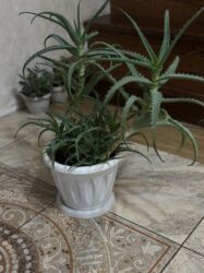 рассада помидор купить: Продаю Алоэ 
3 года 
Цена-2000сом