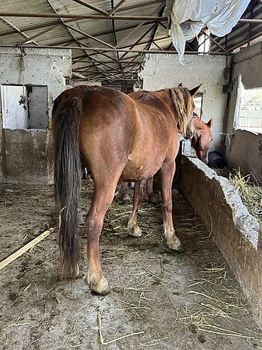 Лошади, кони: Продаю | Кобыла (самка) | Для разведения — 8