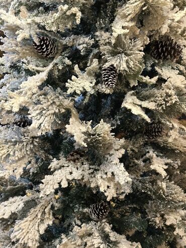 Yeni il ağacları: Qarlı Yenil ağacı – şam qozalarıda var üzerinde. Hündürlük- 2,1 -da lalafo.az — 4 Yeni il ağacları: Qarlı Yenil ağacı – şam qozalarıda var üzerinde. Hündürlük- 2,1 — 4