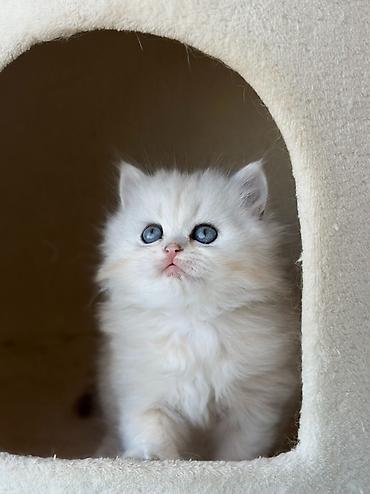 Pişiklər: Britan, Erkək — 4