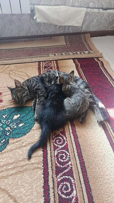 вязка кот: Котята от домашней кошки - Помёт из двух котят: один полностью — 1