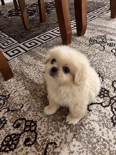 pulsuz pişik balaları 2021: Pekines, Erkək, Pulsuz çatdırılma — 1