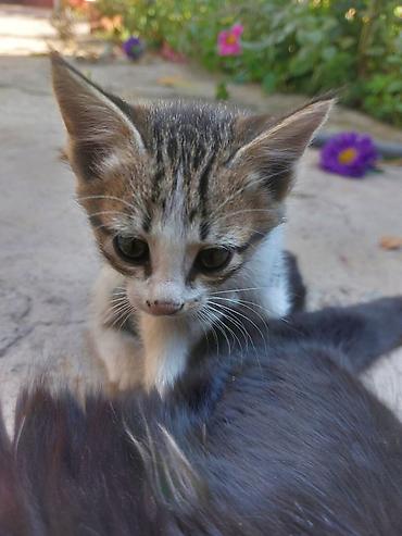 один мальчик и два котёнка: Котёнок, полосатый тигрёк с белыми лапками и грудкой - Порода — 2