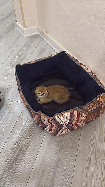 Pişiklər: Şotland — 6