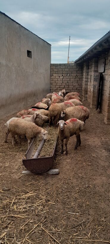 Qoyunlar, qoçlar: Erkək, il: 7, 55 kq, Ətlik, Ünvandan götürmə — 13