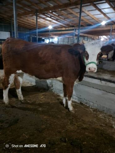 продаю музоо торпок корова самка бык самец айрширская ангус алатауская на забой для разведения на откорм племенные нетель привязанные: Сатам | Бука (эркек), Кунаажын | Швиц, Симментал | Көбөйтүү үчүн