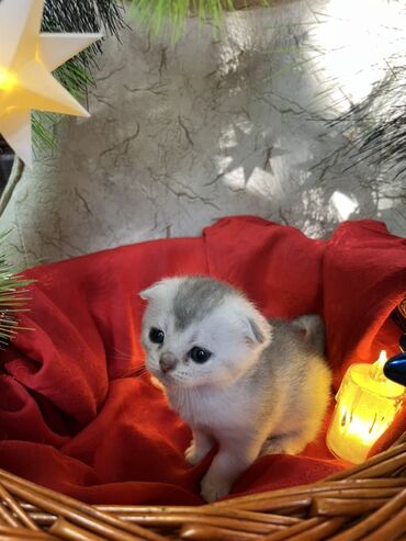 Pişiklər: Britan, Erkək, Dişi — 15