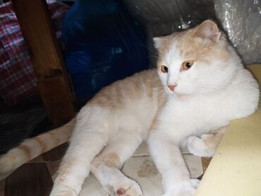 Pişiklər: Şotland yastı qulaq — 3