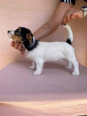 Psi: Jack Russell terijer štenci Na prodaju 4 ženkice Jack Russell — 11