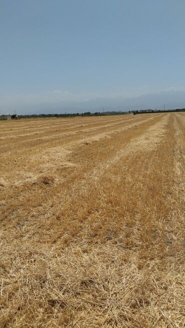 продажа дома район ленинградской: Поле после уборки урожая с остатками соломы или стерни. На горизонте
