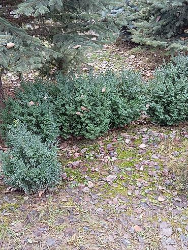 Декоративные деревья: Продаются ели голубые, зелёные, вечнозелёные самшиты, туи, сосны — 2