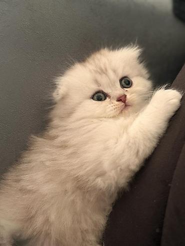 Кошки: Шотландская длинношерстная — 1