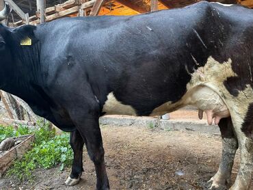 животные корова: Продаю | Корова (самка) | Голштин, Алатауская | Для молока