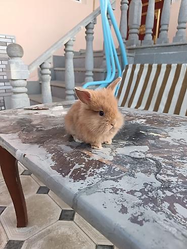 balaca dovşan: Mini lop dovşan ünvan saray polis bölmesi teref - Cins: dekorativ — 3