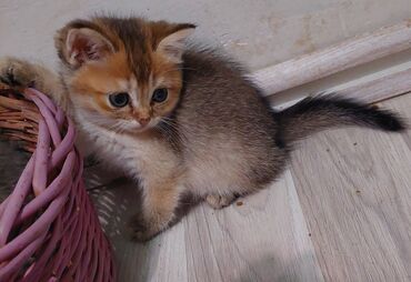 Pişiklər: Şotland, Erkək, Dişi, Yaxşı əllərə, Ünvandan götürmə — 12