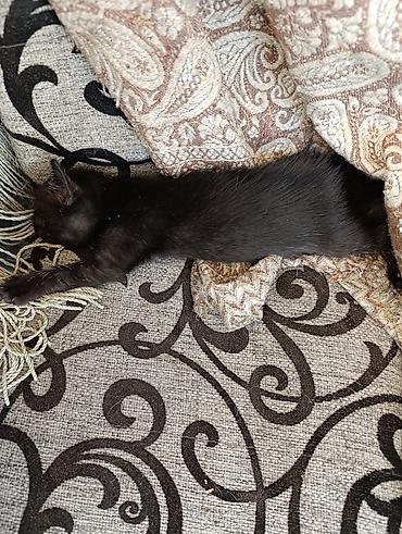 котёнок токмок: Котята в добрые руки.2 месяца.Кушают сами.К лотку приучены — 7