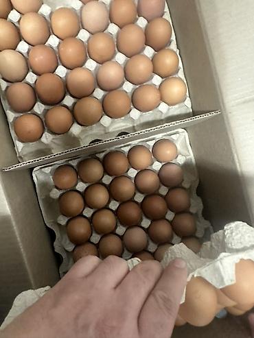 Яйца куриные столовые, коричневой окраски скорлупы. Упаковка — прочные