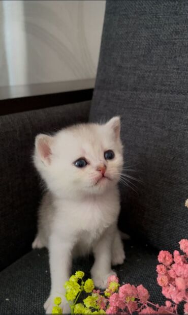 Продажа кошек: Скотиш Страйт (Шотландская прямоухая), 1 месяц, Мальчик, Белый, Приучена к лотку, Проглистована