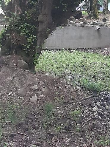 ərəb mebeli: Meşəlik ərazidə piknik və istirahət üçün açıq hava məkanı Təsvir: - — 5