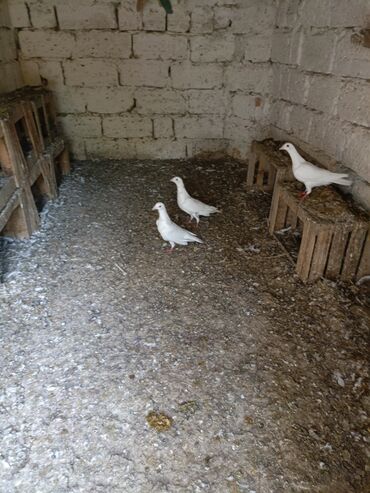 Göyərçinlər: Ağ rəngli ev göyərçinləri - Rəng: əsasən tam ağ, bəzilərində qara ağ — 10