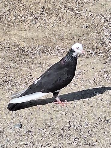 qusxana: Cins: Dekorativ/uyuq güvercin (başlıq ağ papaqlı, bədən tünd) Rəng — 2