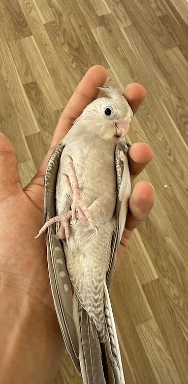 корелла: Korella tutuquşusu balası. Ağ üzlü (Whiteface) mutasiyasıdır. Rəngi — 1