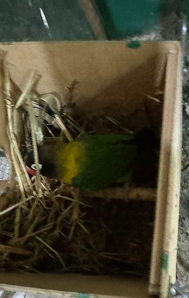 Tutuquşları: Məhsul: Sevgi quşları (Agapornis) Ünvan. 4 mkr dairəsi Təsvir: - — 9