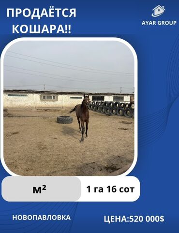 дом на ошском рынке: Продаю Кошара, 116 соток, С оборудованием, Электричество