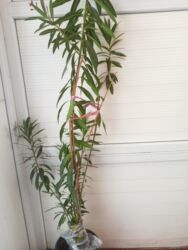 ураган для травы бишкек: Олеандр