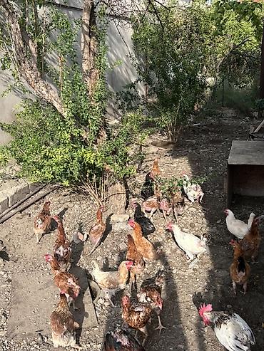 dosan sekili: Qarışıq cins kənd toyuqları sürüsü - Şəkillərdə görünən kimi iri — 2