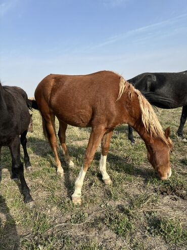 Лошади, кони: Продаю | Жеребенок, Жеребец, Кобыла (самка) | Кара Жорго | Для молока, Для разведения, На забой — 15