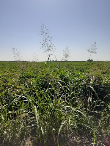 bakixanovda torpaq: 865 sot, Kənd təsərrüfatı, Makler, Kupça (Çıxarış)