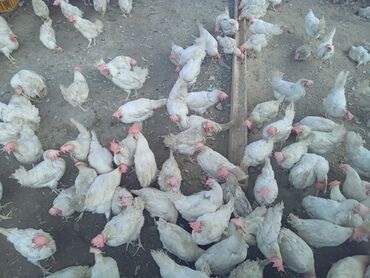 Toyuqlar: Toyuq, Liqorin, Yumurtalıq, Ünvandan götürmə -da lalafo.az — 3 Toyuqlar: Toyuq, Liqorin, Yumurtalıq, Ünvandan götürmə — 3