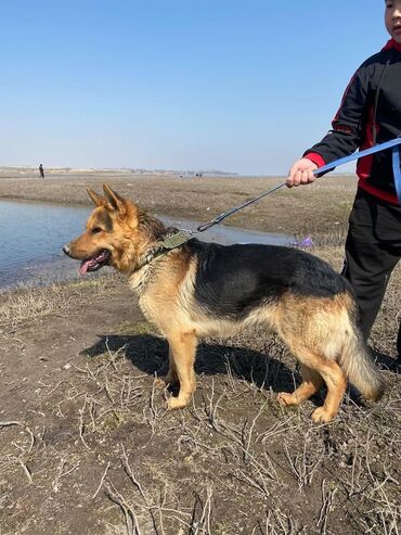 охотничии собаки: Собака даром: 3 месяца, Самец, С родословной