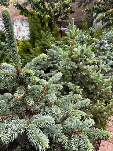 Ель: Продается ёлки(голубые/зеленые/тянь-шаньские ели) -местные at lalafo.kg — 1 Ель: Продается ёлки(голубые/зеленые/тянь-шаньские ели) -местные — 1