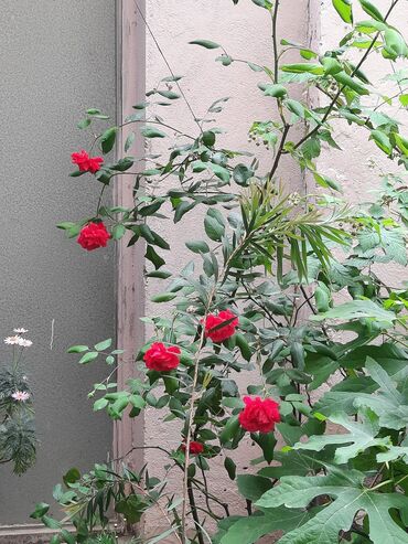 kitayskaya roza: Sarmaşıq qızılgül. Плетистая роза. 1.5 metr hündürlüyü.Dibçəkdə deyil