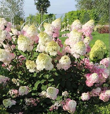 Другие садовые цветы и кустарники: В наличии метельчатые и крупно листовые гортензиии .все сорта есть at lalafo.kg — 6 Другие садовые цветы и кустарники: В наличии метельчатые и крупно листовые гортензиии .все сорта есть — 6