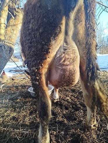 Коровы, быки: Продаю | Корова (самка) | Для молока | После отела — 3