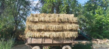 лошадь лошадь: Продаю тюки камышь с ячменём срочно