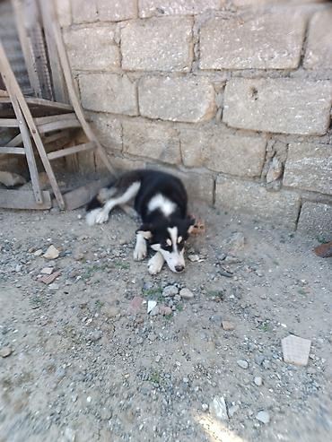 xaski alıram: Xaski, 3 ay, Dişi, Ödənişli çatdırılma — 2