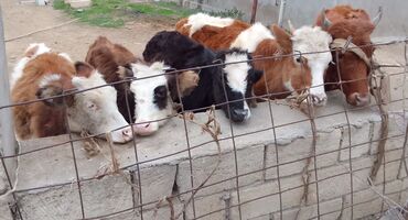 Dana, buzov: Dana, buzov, Dişi, Simental, ay: 4, 40 kq, Damazlıq — 2