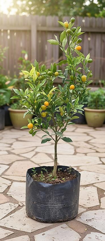 limon ağaçı: Kinkan limon mandarin ve s kimi sitrus meyvelerin satışı elaqa wp — 1