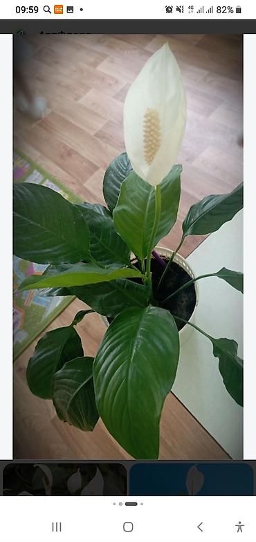 Спатифиллум (Spathiphyllum) — комнатное растение с крупными