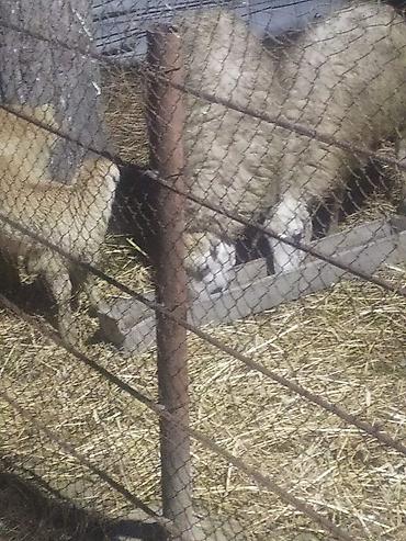 Qoyunlar, qoçlar: Qoyun və quzular - Cins: yerli ətlik/yunlu tip (şəkillərdə ana — 12