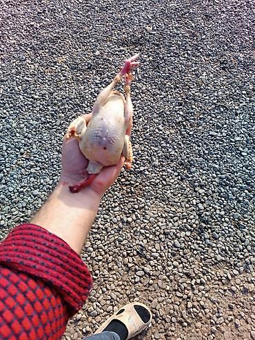 bıldırcın eti satışı: Məhsul: Təmizlənmiş bildirçin (bəslənmiş fermadan) Təsvir: - Tam — 2