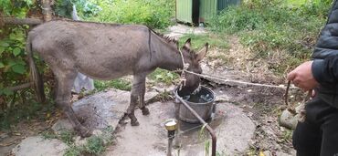 дом кролика: Молодой Эркек