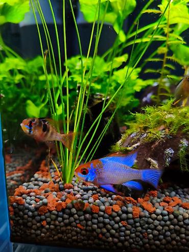 akvarium balıq novləri: Dişi tülquyruq german ramirezi və erkək electric blue ramirezi cütü — 1