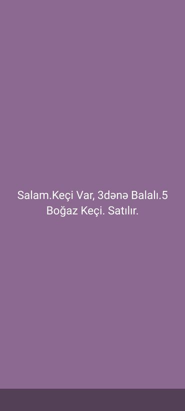 cəpişlər: Dişi, il: 1, Ödənişli çatdırılma
